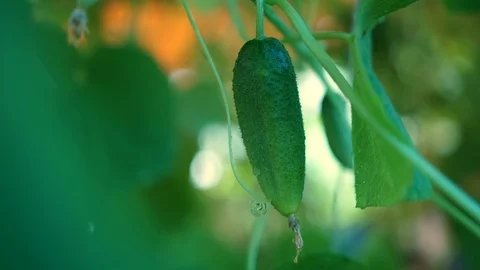 Bed of cucumbers at sunset. Plants without GMOs. Vegetarians food. Square Video stock 115767631