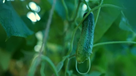 Bed of cucumbers at sunset. Plants without GMOs. Vegetarians food. Square Stock Footage 115767688