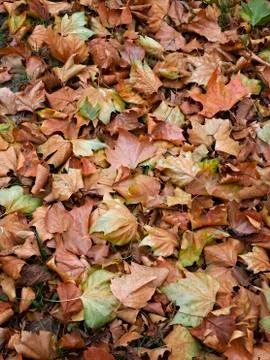 Bed of dead leaves. Stock Photos