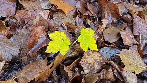 Bed of dry leaves, in between two leaves resist the cold that is coming Stock Photos