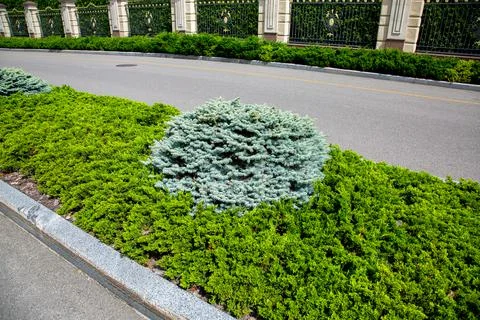 A bed with evergreen pine and thuja plants along the asphalt road. Stock Photos