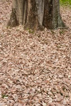 Bed of fallen brown leaves Stock Photos