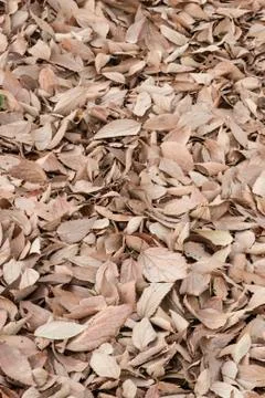 Bed of fallen brown leaves Stock Photos