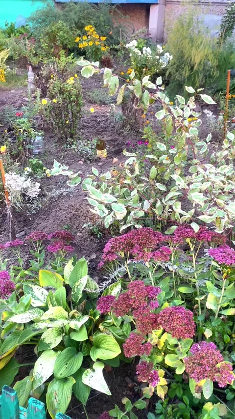 A bed of flowers. Cat walking on a flowerbed. Vertical video Stock Footage 287944685