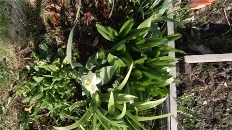 Bed of flowers Stock Footage 50768473