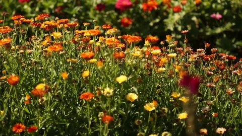 Bed of Flowers Stock Footage 94676618