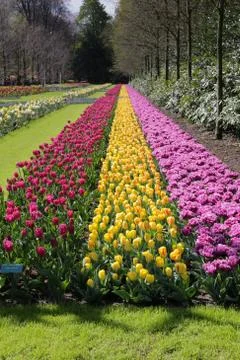 Bed of flowers Stock Photos