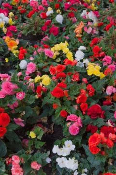 Bed with flowers Stock Photos