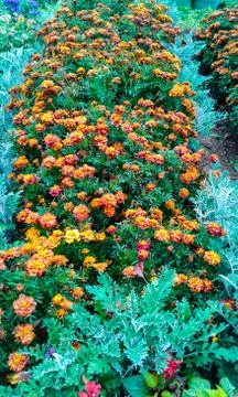 Bed with flowers Stock Photos