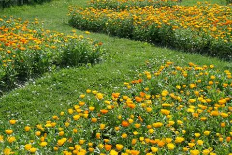 Bed of Flowers Stock Photos