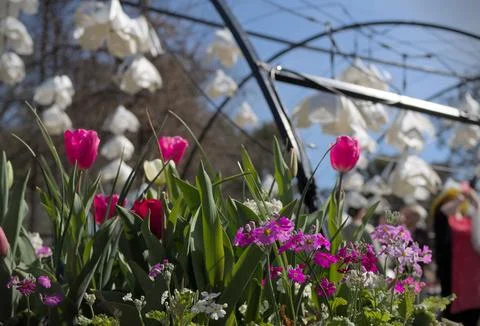 Bed of Flowers Stock Photos