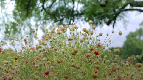 Bed of Flowers Under a Tree Stock Footage 147104556
