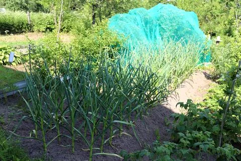 A bed of garlic plants in partial shade on a sunny summer day Stock Photos