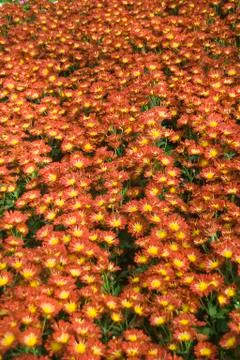 Bed of Gerbera Flowers Stock Photos