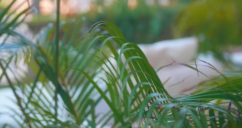 Bed in the grass at hotel resort Видео 95448237