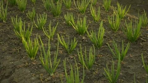 Bed with green onions Stock Footage 138501537