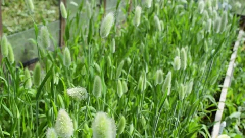 Bed of growing Lagurus ovatus Video stock 201964122