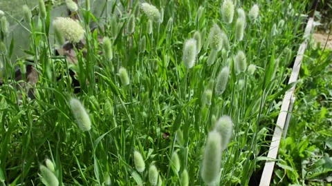 Bed of growing Lagurus ovatus Video stock 201964128