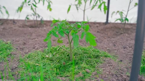 A bed with growing tomato seedlings, close-up Stock Footage 314249169