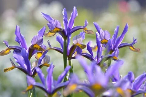 Bed of irises Stock Photos