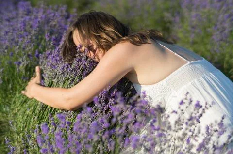 Bed of lavender Stock Photos
