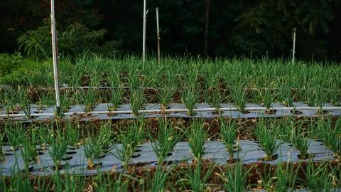 A bed of leek plants Stock Photos