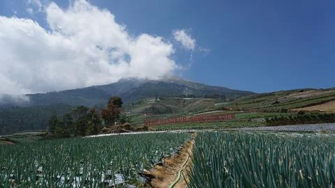 A bed of leek plants Stock-Fotos