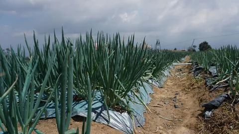 A bed of leek plants Foto stock