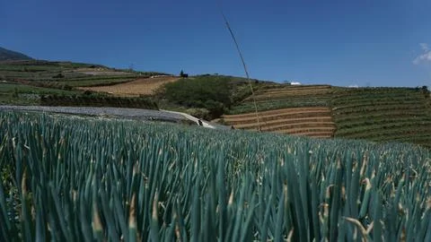 A bed of leek plants Foto stock