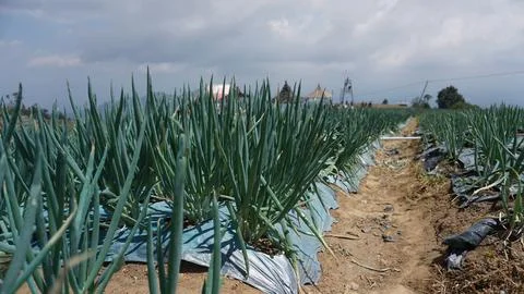 A bed of leek plants Foto stock