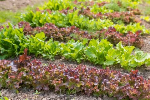 Bed of lettuce Stock Photos