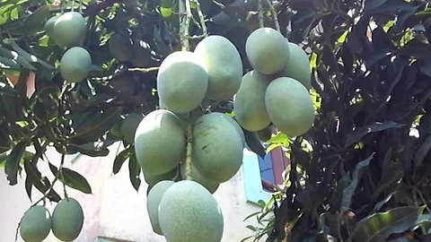 A bed of mangoes hanging from a fruit tree. Handheld shot. Stock-Footage 117273040