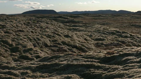 Bed of moss in the evening breeze in Iceland Video stock 341834428