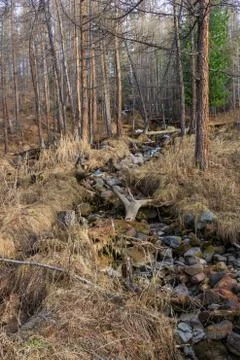 Bed of a mountain stream and trees in the forest on a rocky slope, Altai, Rus Stock Photos