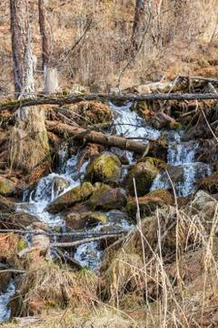 Bed of a mountain stream and trees in the forest on a rocky slope, Altai, Rus Stock Photos