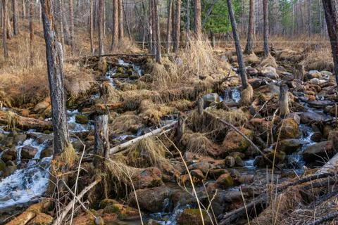 Bed of a mountain stream and trees in the forest on a rocky slope, Altai, Rus Stock Photos