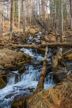 Bed of a mountain stream and trees in the forest on a rocky slope, Altai, Rus Foto stock