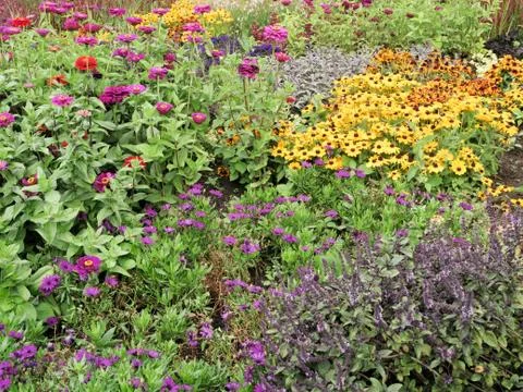 Bed with multi-colored different blooming late summer flowers. Stock Photos
