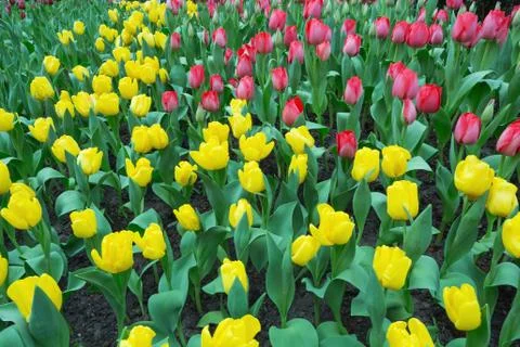 A bed of multicolored tulips Stock Photos