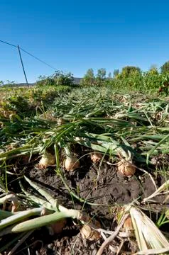 Bed of onions after stepping on them Stock Photos