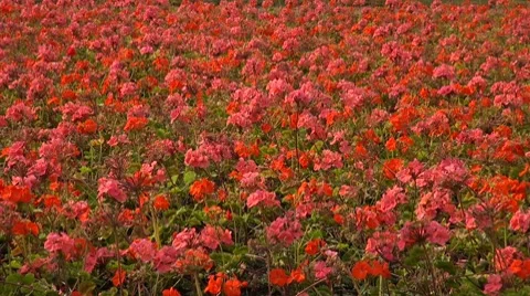 A bed of orange flowers Stock Footage 7749751