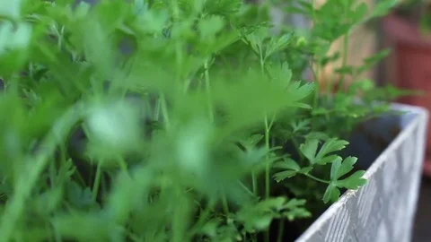 Bed with parsley in an industrial environment Stock Footage 84650800