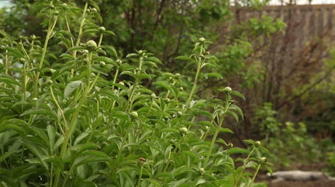 Bed of peonies unblown Stock Footage 63137498