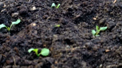 The bed planted with plants Stock Footage 63173309