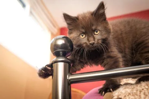 Bed post kitten 스톡 사진