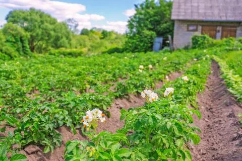 Bed of potatoes Stock Photos