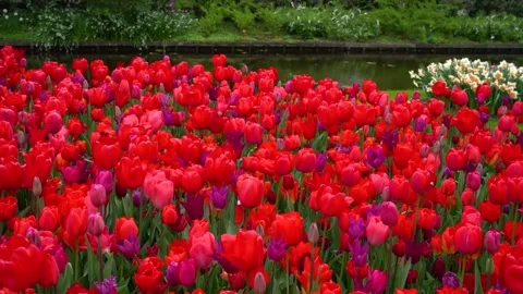 Bed of red tulips Stock Footage 313563913