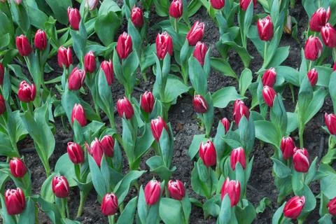 A bed of red tulips Stock Photos