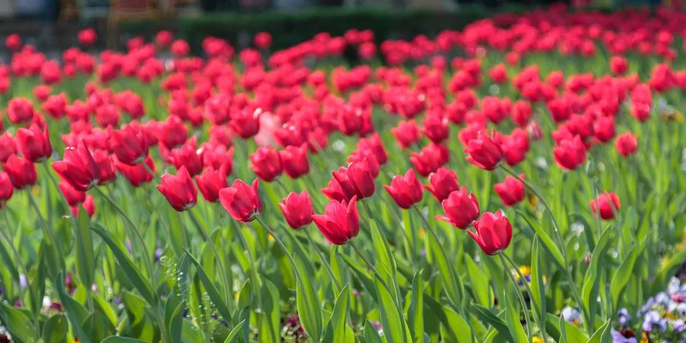 Bed of red tulips in spring Stock Photos