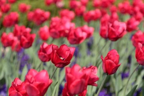 Bed of red tulips in spring Stock Photos